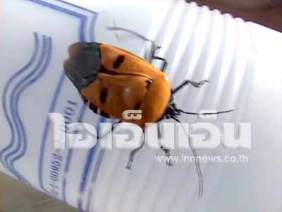 แมลงเปาบุ้นจิ้น